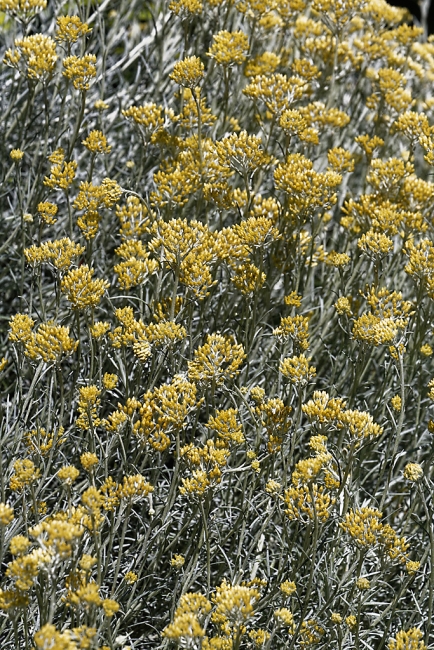 Jardin Botanique de la Bastide-068